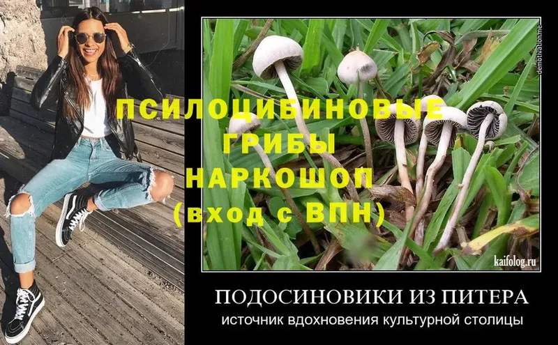 kraken зеркало  Новодвинск  Псилоцибиновые грибы Magic Shrooms 